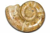 Jurassic Ammonite (Hemilytoceras) Fossil - Madagascar #365339-1